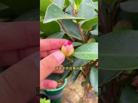 茶花 風水|茶花風水大師：5招化煞增運